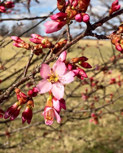 A close-up of pink cherry blossoms on a branch, with budding flowers and a blurred green background.