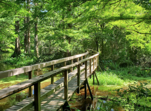 A wooden bridge curves over a lush, green landscape with trees and water, creating a serene natural scene.