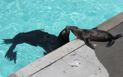 A sea lion and a seal interact playfully at the edge of a pool, with water shimmering around them.