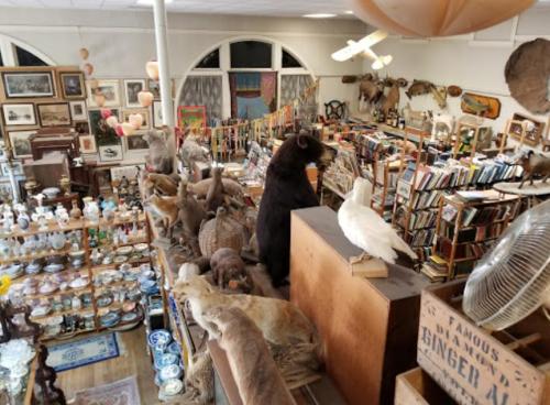 A cluttered antique shop filled with taxidermy animals, vintage items, and shelves of books.