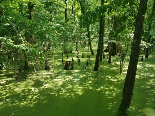 Lush green swamp with trees and stumps, covered in a layer of green algae under dappled sunlight.