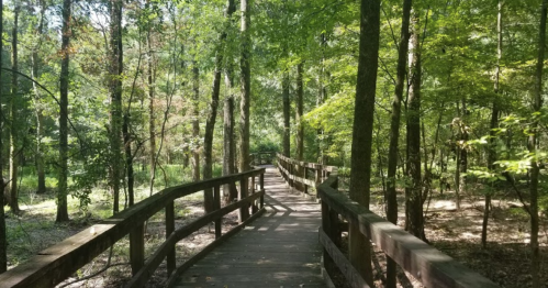 A wooden boardwalk winding through a lush green forest with tall trees and dappled sunlight.