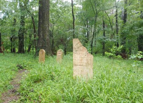 Three weathered gravestones partially obscured by tall grass in a dense, green forest.