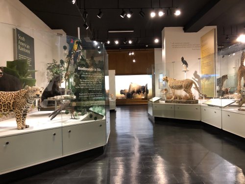 A museum exhibit featuring taxidermy animals and informational displays about biodiversity and South American rainforests.