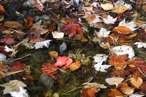 Colorful autumn leaves in various shades of red, orange, and white floating on a calm, reflective water surface.