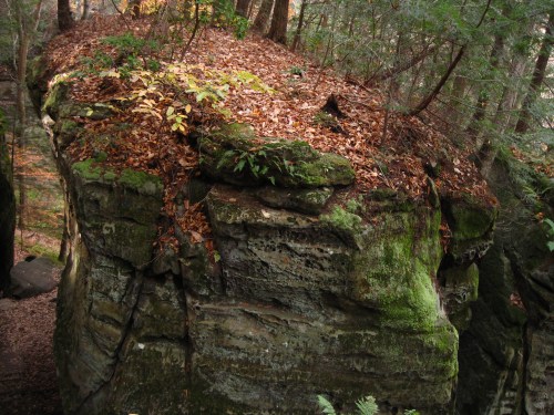 A moss-covered rock formation topped with leaves, surrounded by trees in a forested area.