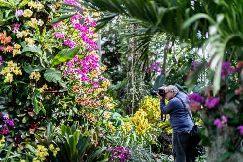 A photographer captures vibrant orchids in a lush garden filled with colorful flowers and greenery.