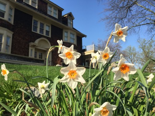 A cluster of white daffodils with orange centers in front of a large, dark wooden house on a sunny day.