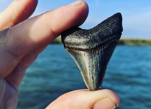 A hand holding a large, black shark tooth against a backdrop of water and blue sky.