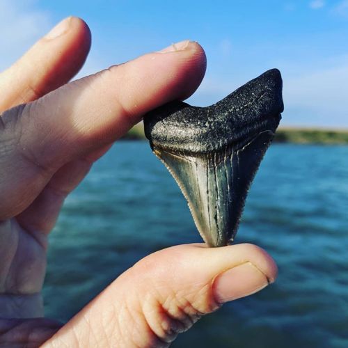 A hand holding a large, black shark tooth against a backdrop of water and blue sky.