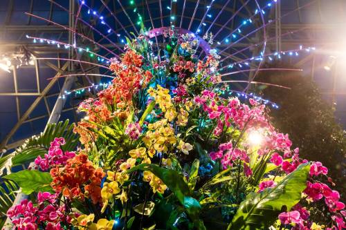 A vibrant display of colorful orchids illuminated by lights in a greenhouse setting.