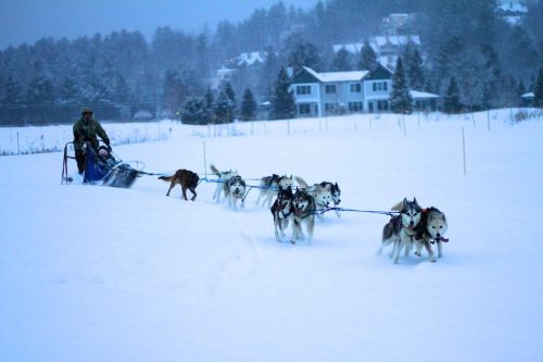 A musher guides a team of sled dogs through a snowy landscape, with houses and trees in the background.