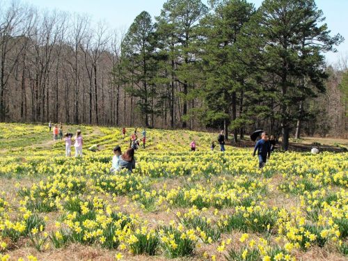 A field of blooming yellow daffodils with people walking and enjoying the scenery under tall trees.
