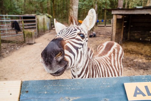 A close-up of a zebra with striking black and white stripes, looking curiously at the camera in a forested area.