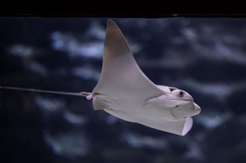 A graceful white stingray glides through the water, showcasing its flat body and long tail.