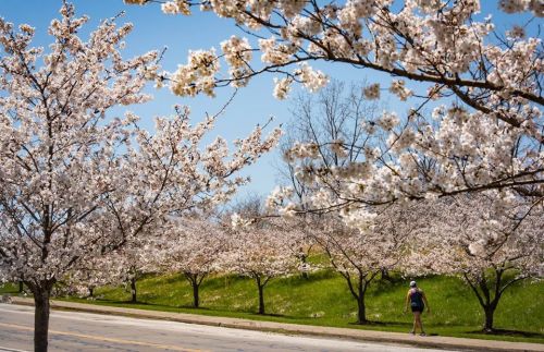 A person walks along a path lined with blooming cherry blossom trees under a clear blue sky.