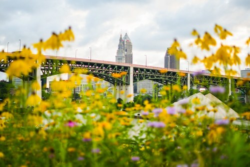 A vibrant field of yellow flowers in the foreground with a bridge and city skyline in the background under a cloudy sky.