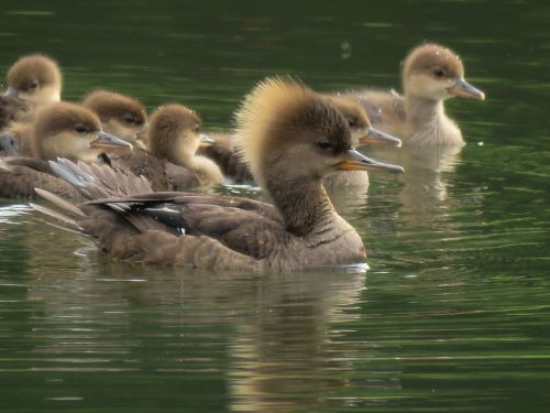 A mother duck with a distinctive crest swims with her fluffy ducklings in a calm, reflective pond.