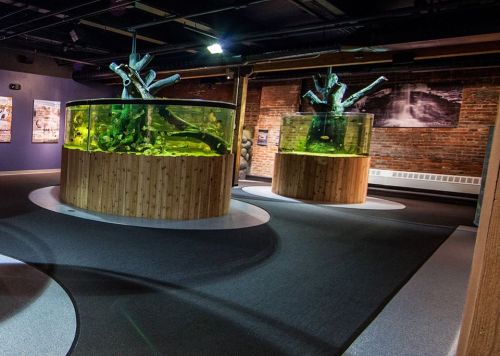 Two large, circular aquariums with wooden bases, filled with water and aquatic plants, in a dimly lit exhibit space.