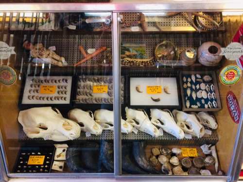 Display case filled with various animal skulls, bones, and shells, each labeled with prices.