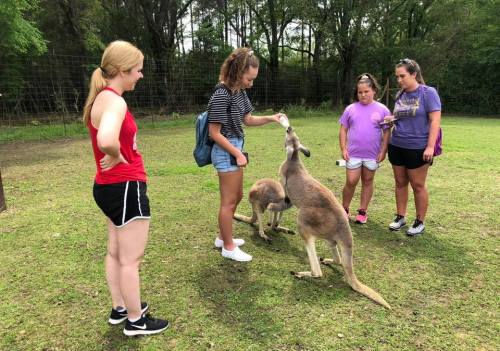 A group of four people interacting with kangaroos in a grassy area surrounded by trees.
