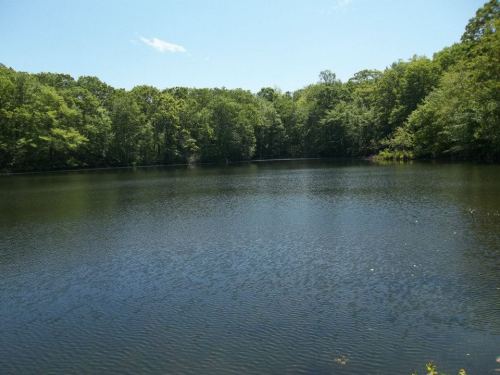 A serene lake surrounded by lush green trees under a clear blue sky.
