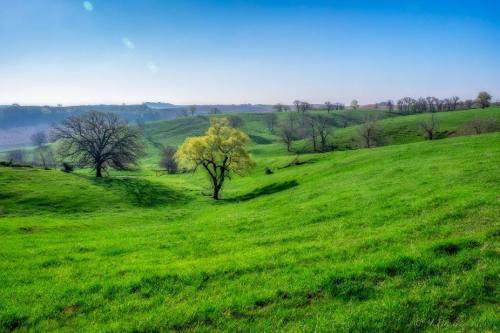 Lush green hills under a clear blue sky, with scattered trees and gentle slopes in a serene landscape.