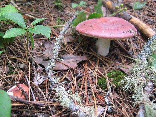 A pink mushroom grows among pine needles and green plants, with lichen-covered twigs nearby.