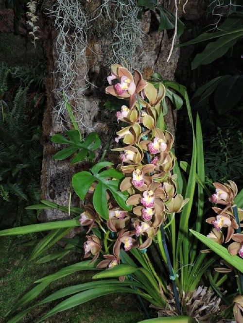 A cluster of brown and pink orchids blooms beside lush green foliage and a textured tree trunk.
