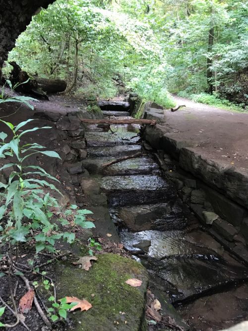 A serene forest scene featuring a small stream flowing over rocks, surrounded by lush greenery and a dirt path.