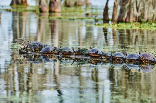 A line of turtles basking on a log in a calm waterway, with an alligator nearby among cypress trees.