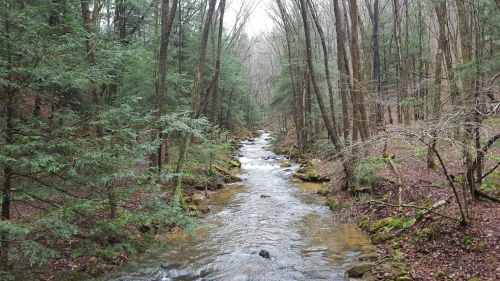 A serene forest scene featuring a winding stream surrounded by tall trees and lush greenery.