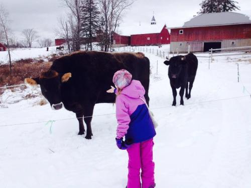 A child in winter clothing interacts with two cows in a snowy farm setting, with red barns in the background.