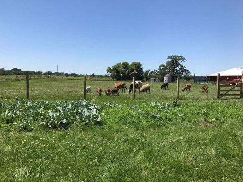 Cows grazing in a green field with a clear blue sky, surrounded by a wooden fence and some vegetable plants in the foreground.