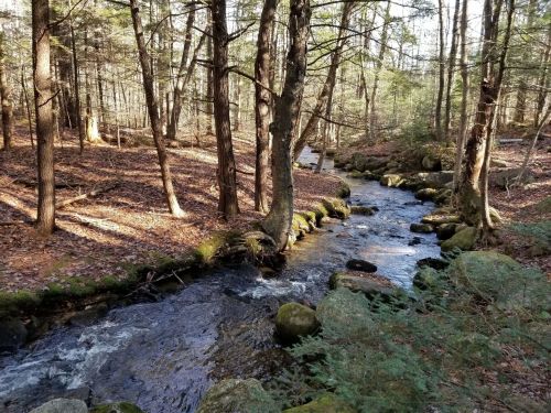 A serene forest scene featuring a flowing creek surrounded by trees and moss-covered rocks. Sunlight filters through the leaves.