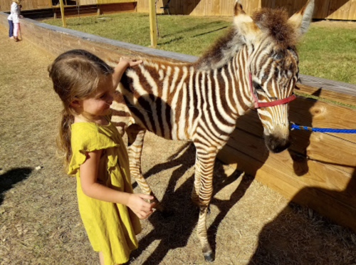 A young girl in a yellow dress gently pets a zebra in a petting zoo.