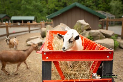 A goat eating from a red feeder, with other goats and a wooden structure in the background at an animal park.