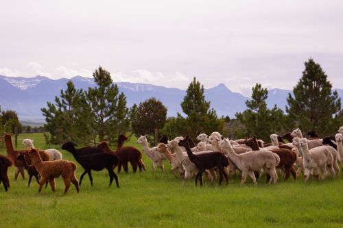 A herd of alpacas grazing in a green field with mountains and trees in the background.