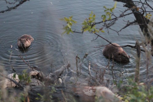 Two beavers swim in a calm body of water, surrounded by trees and foliage.