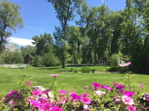 A vibrant garden with pink flowers in the foreground, lush green trees, and a clear blue sky in the background.
