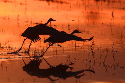 Silhouetted cranes running across a reflective water surface at sunset, with vibrant orange hues in the sky.