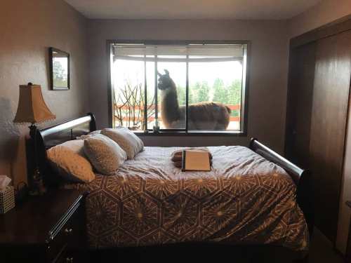 A cozy bedroom with a bed and a llama peering through the window.