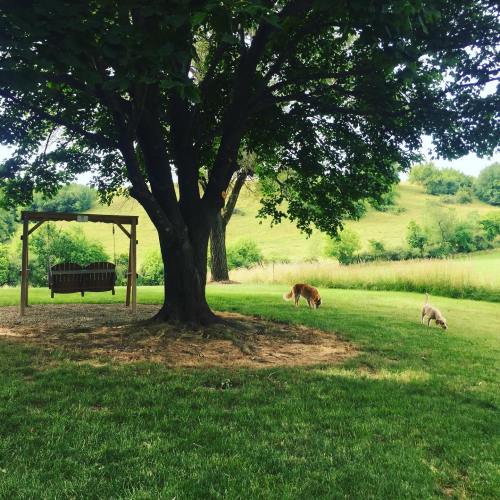 A swing hangs from a tree in a grassy area, with two dogs exploring nearby and rolling hills in the background.