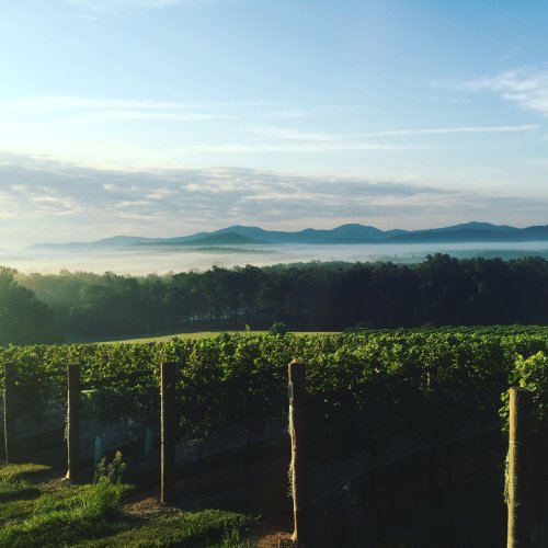 A scenic view of a vineyard with lush green vines, misty mountains, and a blue sky in the background.
