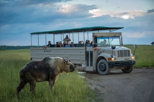 A safari bus with passengers stops near a large animal in a grassy field under a cloudy sky.