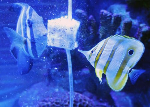 Two colorful fish swimming near a sponge in a vibrant blue aquarium.