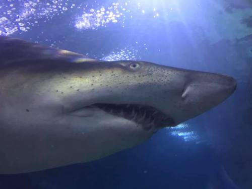 A close-up of a shark swimming underwater, with sunlight filtering through the water, highlighting its features.