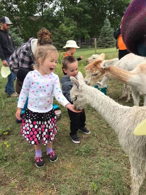 Two children joyfully interact with an alpaca while adults watch in the background on a grassy farm.