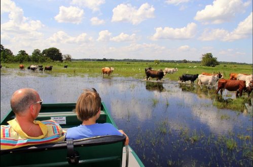 A couple enjoys a boat ride through a flooded field, observing cows grazing in the distance under a blue sky.