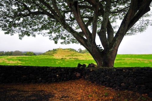 A large tree stands beside a stone wall, overlooking a green landscape with hills and a cloudy sky.